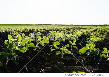Young Soy Plants. Soy Field with sunset sun. Soya field in early stage. Agricultural crops in the open field 124988316