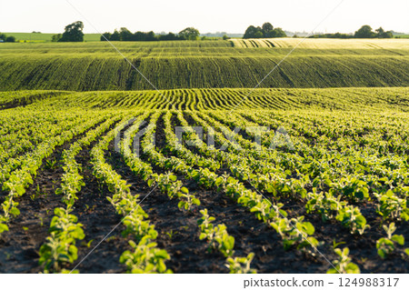 Rows of young soy plants on a fertile field with dark soil. Rows of sunlit young soya plants. Beautiful growing plant soy background Rows of young soy plants on a fertile field with dark soil. Rows of sunlit young soya plants. Beautiful growing plant soy background 124988317