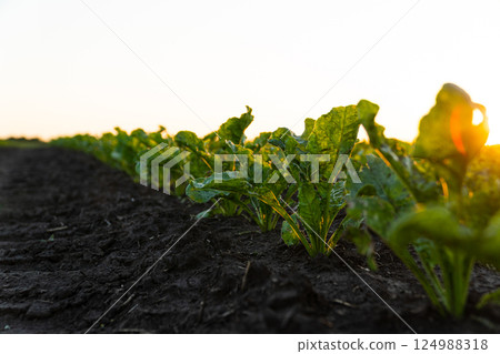 Young Sugar Beet Plants. Sugar Beet Field with sunset sun. Sugar beet field in early stage. Agricultural crops in the open field Young Sugar Beet Plants. Sugar Beet Field with sunset sun. Sugar beet field in early stage. Agricultural crops in the open field 124988318
