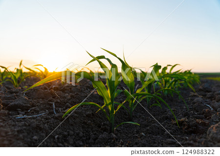 Young Corn Plants. Cornfield with sunset sun. Corn maize field in early stage. Agricultural crops in the open field 124988322