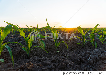 Close up green young corn plants. Small corn plants growing in row in cultivated field. Green corn field in early stage Close up green young corn plants. Small corn plants growing in row in cultivated field. Green corn field in early stage 124988323