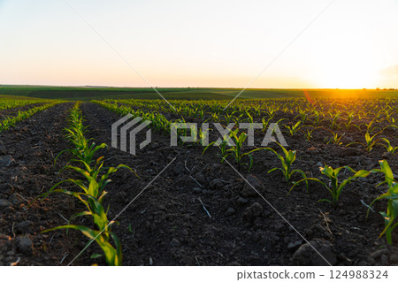 Rows of young corn plants on a fertile field with dark soil. Rows of sunlit young corn plants. Beautiful growing plant corn background 124988324