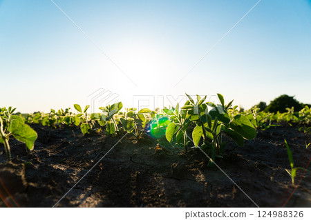 Fresh green soy plants on the field in summer. Young soy crops during the period of active growth. Rows of young soybean plants. Agricultural crops in the open field 124988326