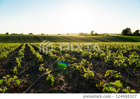Open soybean field at sunset. Soy bean fields in early summer season. Agricultural plants. Agricultural landscape Open soybean field at sunset. Soy bean fields in early summer season. Agricultural plants. Agricultural landscape 124988327