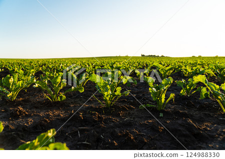 Small sugar beet plants growing in row in cultivated field. Sugar beet sprout, growing sugar beet on an industrial scale. Sugar beet agriculture. Soft focus 124988330