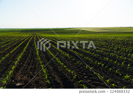 Open corn field at sunset. Corn bean fields in early summer season. Agricultural plants. Agricultural landscape 124988332