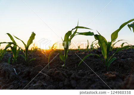 Young green corn grows on a field in black soil. Green corn field in the sunset. Fresh maize growing on garden land in rural or countryside 124988338