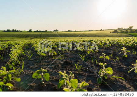 Green soybean sprouts spread across the fertile field, illuminated by the morning sunlight, indicating healthy growth in agriculture 124988450