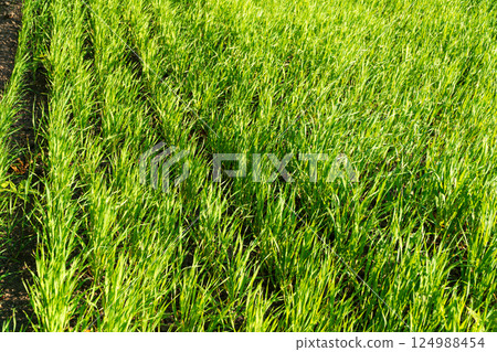Beautiful young wheat. Winter wheat grows in rows. Winter wheat field 124988454