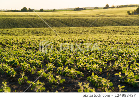 Soya grows in the field. Cultivation of soybean. Green young soy 124988457