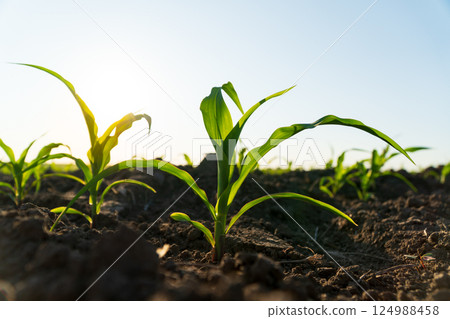 Young corn grows in an organic field. Cultivation of corn. Beautiful image of corn 124988458