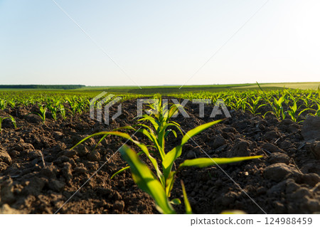 Beautiful young corn. Corn grows in rows. Corn field 124988459
