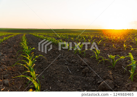 Beautiful corn field with sprouts. Beautiful rows of corn sprouts at sunset. Growing corn on an industrial scale 124988465