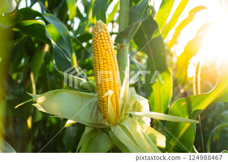 Corn grows in the field. Cob of corn. A selective focus picture of corn cob in organic field Corn grows in the field. Cob of corn. A selective focus picture of corn cob in organic field 124988467