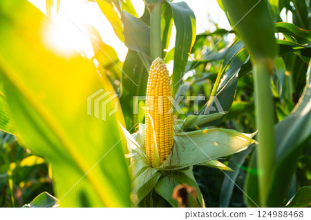 A beautiful yellow ear of corn. Corn cob in corn plantation field. Fresh corn cob A beautiful yellow ear of corn. Corn cob in corn plantation field. Fresh corn cob 124988468