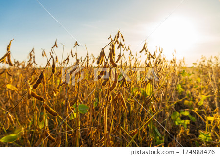 Close up of the soybean plant in the field. Harvest of soy beans. Pods are abundant on the stems Close up of the soybean plant in the field. Harvest of soy beans. Pods are abundant on the stems 124988476