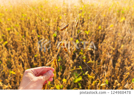 A man farmer holds a harvest of soy in his hands. Soybean pods on the sunny field. Agricultural soy plantation A man farmer holds a harvest of soy in his hands. Soybean pods on the sunny field. Agricultural soy plantation 124988478