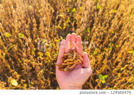 Farmer Holding ripe soybean pods in the field. Ripe soy pods. Agronomist farmer in an agricultural field. Agricultural business Farmer Holding ripe soybean pods in the field. Ripe soy pods. Agronomist farmer in an agricultural field. Agricultural business 124988479