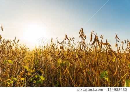 Harvest of soybeans. Dry soya pods in field Harvest of soybeans. Dry soya pods in field 124988480