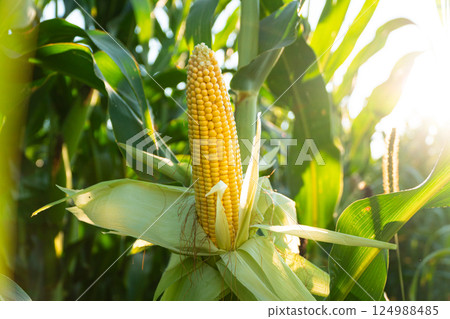 A beautiful cob of corn is grown in the field. Yellow fresh corn on the field A beautiful cob of corn is grown in the field. Yellow fresh corn on the field 124988485
