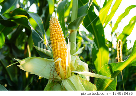 Yellow big corn in a corn field. Sweet juicy corn close-up Yellow big corn in a corn field. Sweet juicy corn close-up 124988486