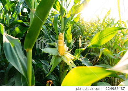 Corn field with corn on the stalks. Beautiful image of yellow corn Corn field with corn on the stalks. Beautiful image of yellow corn 124988487