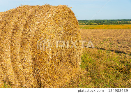 Close up of a beautiful round bale of straw. Harvested cereal plants. Harvesting straw for the winter 124988489
