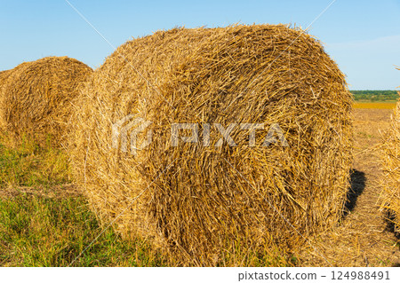 Round straw bales. A beautiful image of a bales of straw. Harvesting straw for animals. Agriculture 124988491