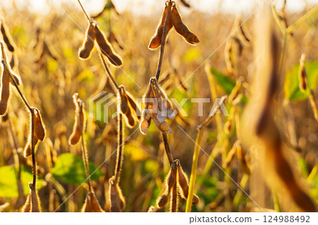 Yellow ripe soybeans. Beautiful soybeans in the field 124988492