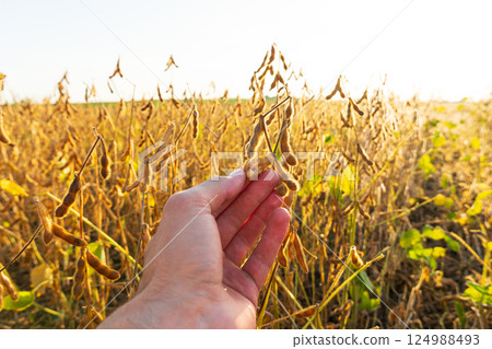 A farmer checking the quality and hold in hand of soybeans, close-up. Growing soybeans A farmer checking the quality and hold in hand of soybeans, close-up. Growing soybeans 124988493