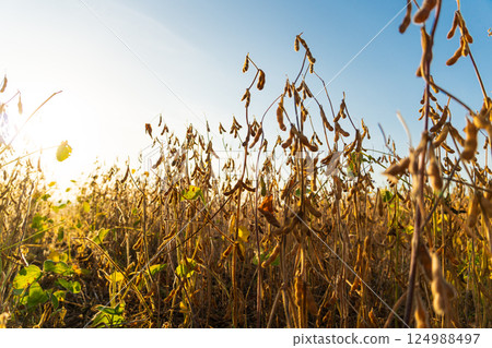 Soybean plantation. A beautiful image of a soybean field. Soybean plants against the background of the sky and the golden sun Soybean plantation. A beautiful image of a soybean field. Soybean plants against the background of the sky and the golden sun 124988497