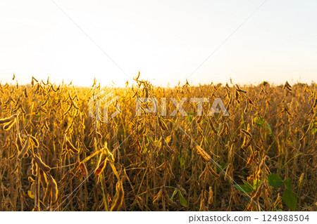 Beautiful soybean field at sunset. Harvesting soybeans. A beautiful view of the soybean field 124988504