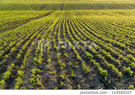 A field with beautiful rows of soybean sprouts. Soybean field at sunset in summer. Growing soybeans on a large scale 124988507