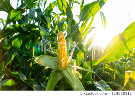 A selective focus picture of corn cob in organic field. A beautiful cob of corn hangs on the stalk. Yellow fresh cob of corn grown in the field 124988511