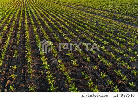 Beautiful lines with small beet sprouts. Sprouts of beet grow in the field in black soil. Beet field at sunset Beautiful lines with small beet sprouts. Sprouts of beet grow in the field in black soil. Beet field at sunset 124988516