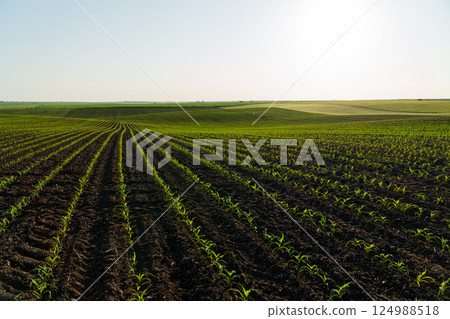 Big corn field. A field with corn sprouts growing in the ground. Cultivation of sweet corn. Growing corn on an industrial scale 124988518