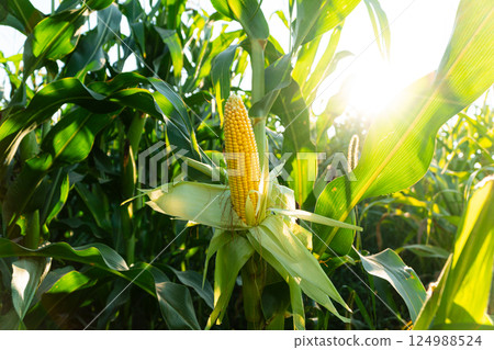 Beautiful fresh corn hangs on the stalk. A beautiful image of sweet corn. Bright yellow corn grown in a field 124988524