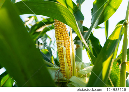Beautiful yellow corn in the field. Corn harvesting season. Beautiful image of ripe corn. Corn plantation Beautiful yellow corn in the field. Corn harvesting season. Beautiful image of ripe corn. Corn plantation 124988526