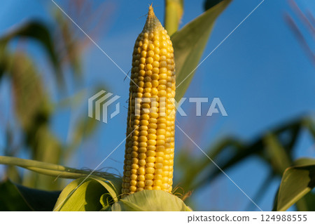 Bright yellow corn ear stands tall against a clear blue sky in a thriving agricultural field during the late summer season 124988555