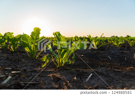 Sugar beet seedlings thrive in rich soil as the sun sets, casting a golden light across the cultivated field, highlighting agricultural growth Sugar beet seedlings thrive in rich soil as the sun sets, casting a golden light across the cultivated field, highlighting agricultural growth 124988581