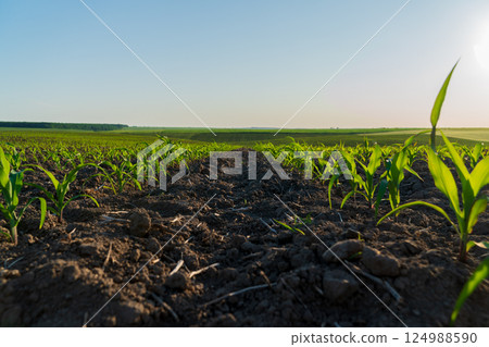 Young corn plants emerge from fertile soil, reaching towards the sky in a vast rural field bathed in sunlight, signaling growth and abundance Young corn plants emerge from fertile soil, reaching towards the sky in a vast rural field bathed in sunlight, signaling growth and abundance 124988590