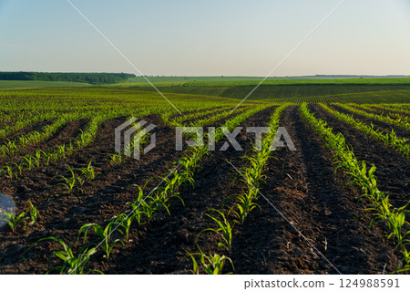 Young maize plants are emerging from dark soil in a rural field, basking in sunlight on a clear day, indicating healthy growth and farming activity 124988591