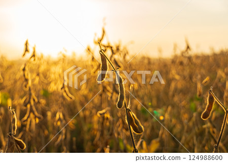 Soybean plants stand tall in a sunlit field as the day ends, showcasing the beauty of agricultural growth and nature's bounty 124988600