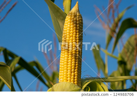 Stalks of vibrant corn stand tall against a bright blue sky, showcasing ripe ears filled with golden kernels ready for harvest Stalks of vibrant corn stand tall against a bright blue sky, showcasing ripe ears filled with golden kernels ready for harvest 124988706