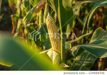 Golden sunlight filters through lush green leaves, illuminating a single ear of corn ready for harvest in late summer 124988708