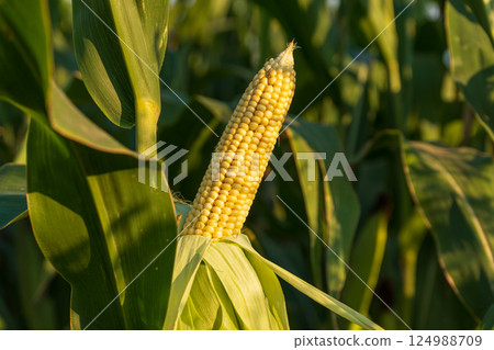 A single ear of corn ripens against a backdrop of vibrant green foliage, basking in the late afternoon sunlight in a serene field 124988709