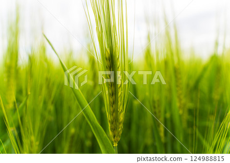 Lush green wheat stalks rise prominently, with grains developing at the tips, under a soft, cloudy sky. The atmosphere feels tranquil and natural Lush green wheat stalks rise prominently, with grains developing at the tips, under a soft, cloudy sky. The atmosphere feels tranquil and natural 124988815
