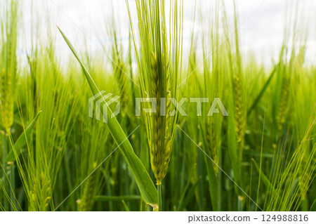 Tall green barley plants stretch towards the sky, with grains forming on each spike amidst a backdrop of overcast skies during summer Tall green barley plants stretch towards the sky, with grains forming on each spike amidst a backdrop of overcast skies during summer 124988816