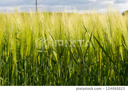 Tall green barley stalks sway softly in the wind beneath an overcast sky, reflecting the warm light of the setting sun Tall green barley stalks sway softly in the wind beneath an overcast sky, reflecting the warm light of the setting sun 124988823