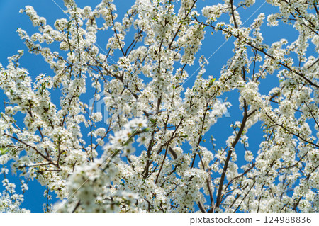 Delicate white flowers bloom on branches, contrasting sharply with a vibrant blue sky, capturing the essence of spring 124988836